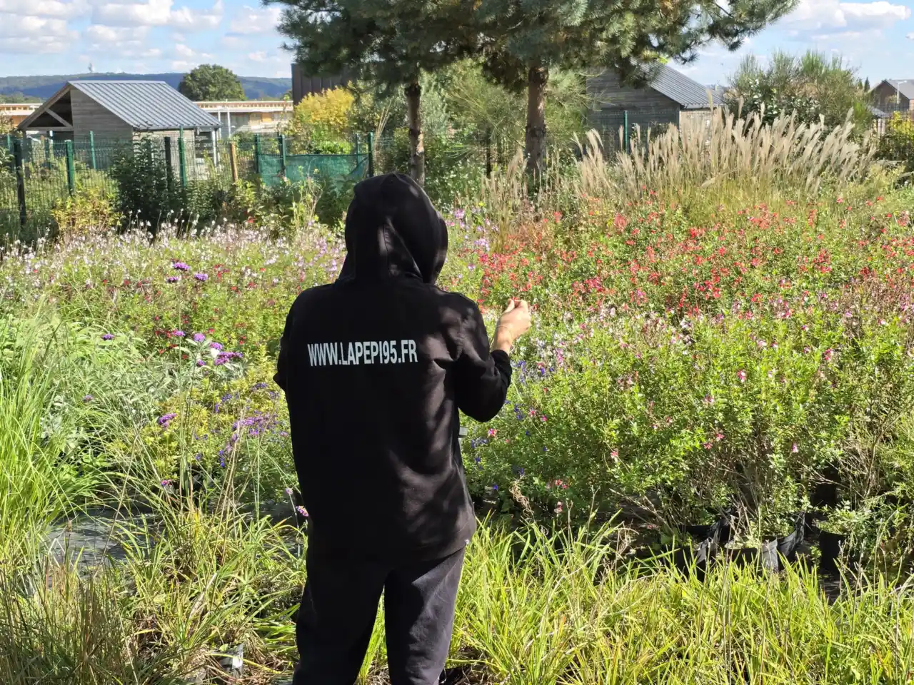 Pépinière LA PÉPI 95 au Plessis-Bouchard : carrés de vivaces en fleurs sous le soleil d'automne