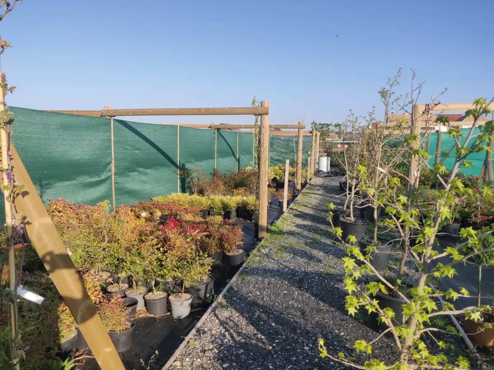 Allée de la pépinière LA PÉPI 95 avec arbustes et arbres en pots, Le Plessis-Bouchard (Val-d'Oise)
