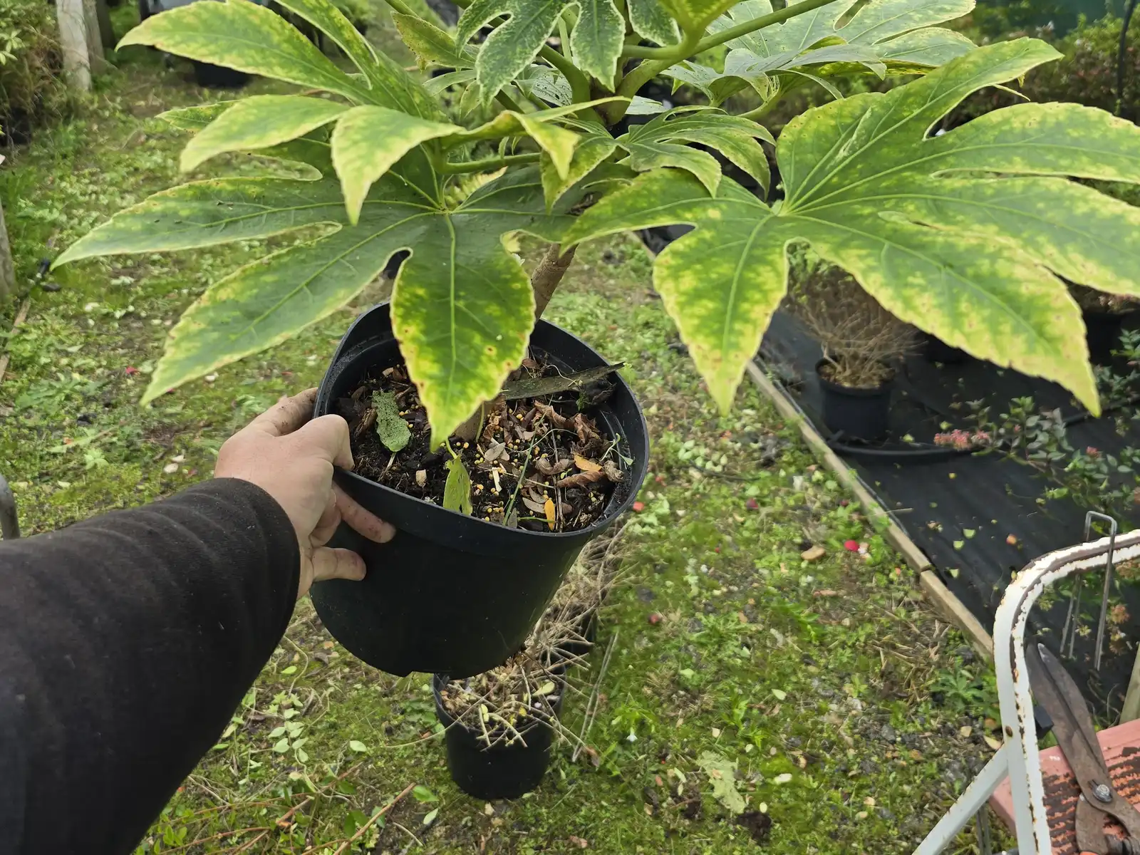 Conseil personnalisé en pépinière : pépiniériste présentant un fatsia en pot à un client