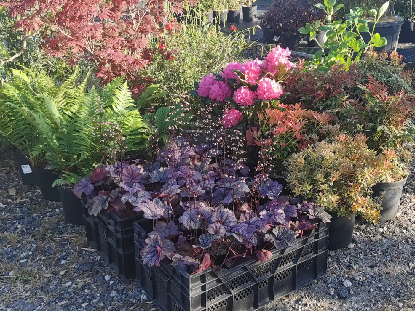 Commande de plantes en godets préparée à la pépinière LA PÉPI 95, heuchères et vivaces colorées