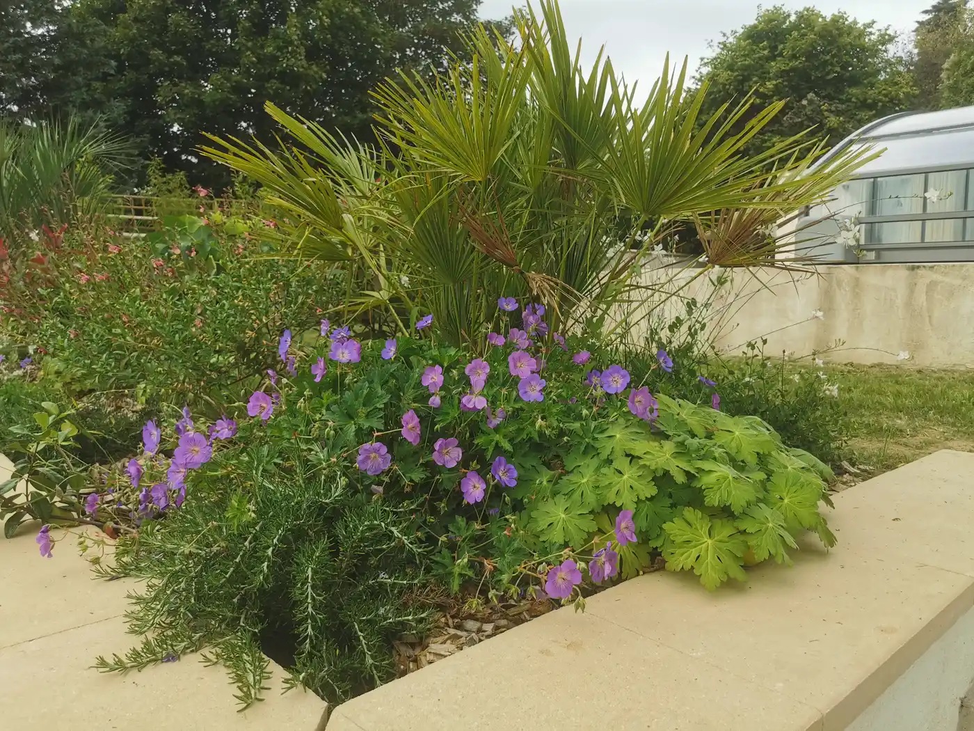 Massif de géraniums vivaces et palmier créé par la pépinière LA PÉPI 95 près du Plessis-Bouchard