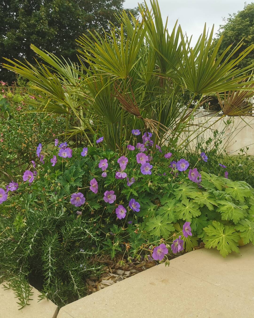 Massif de jardin fleuri avec palmier et géraniums vivaces violets, réalisé par la pépinière LA PÉPI 95 au Plessis-Bouchard (Val-d'Oise)