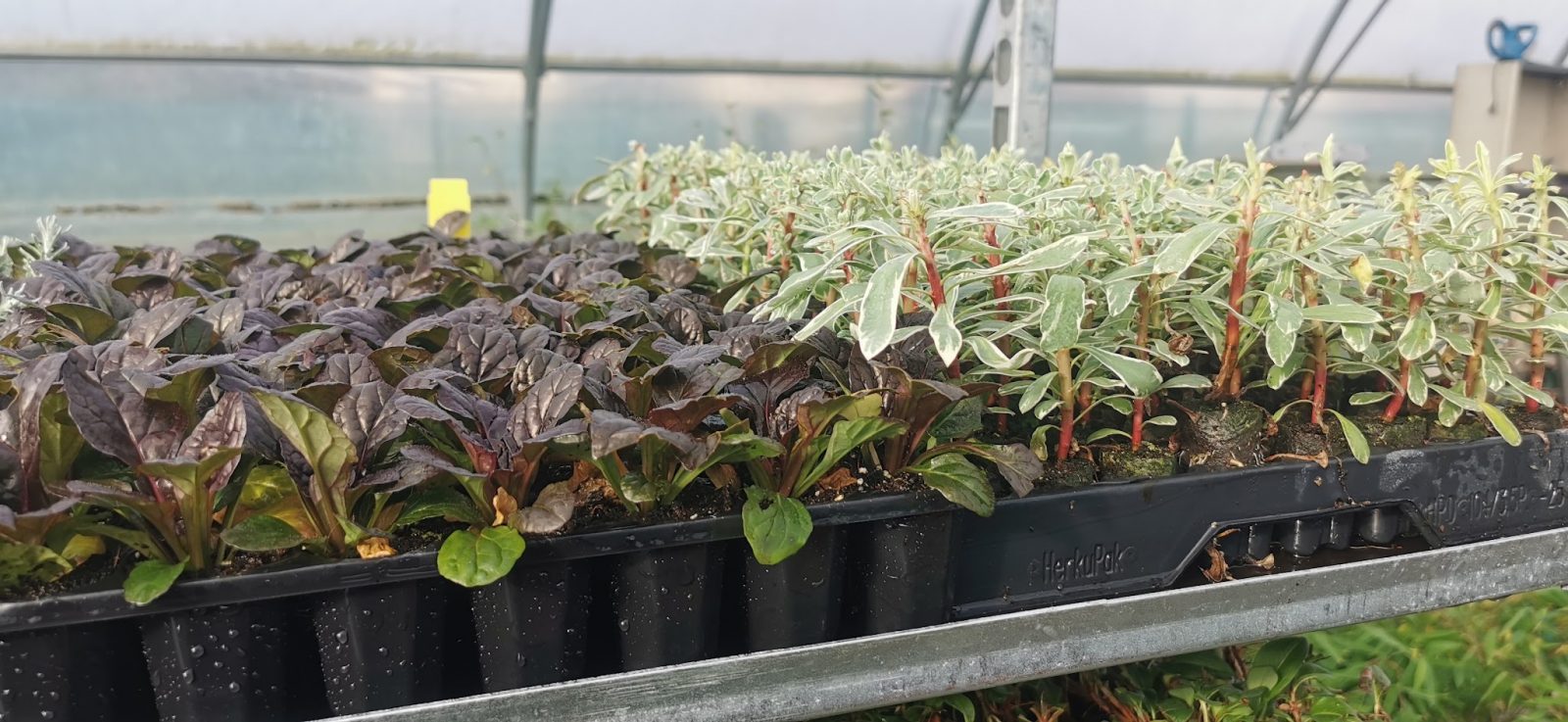 plants en godet sélectionnés par le pépiniériste, Le Plessis-Bouchard