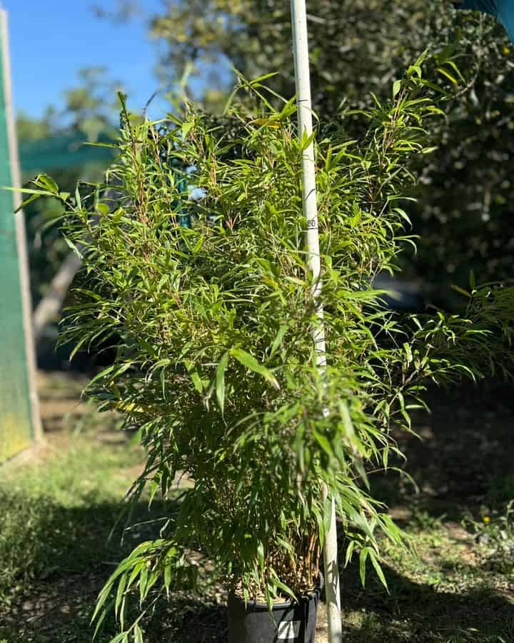 Bambou non tracant Fargesia Formidable Bambou non tracant Fargesia robusta Formidable en conteneur, hauteur mesuree a la perche, LA PEPI 95