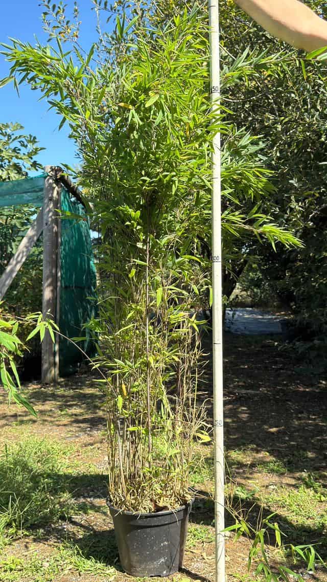 Fargesia nitida 'Gansu' en conteneur 10 L, port arqué, hauteur mesurée à la perche graduée