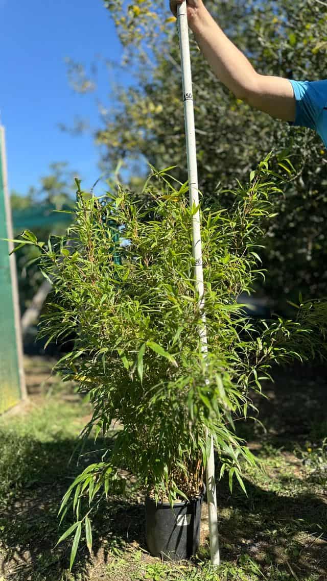 Fargesia robusta 'Formidable' en conteneur 10 L, hauteur mesurée à la perche graduée, LA PÉPI 95