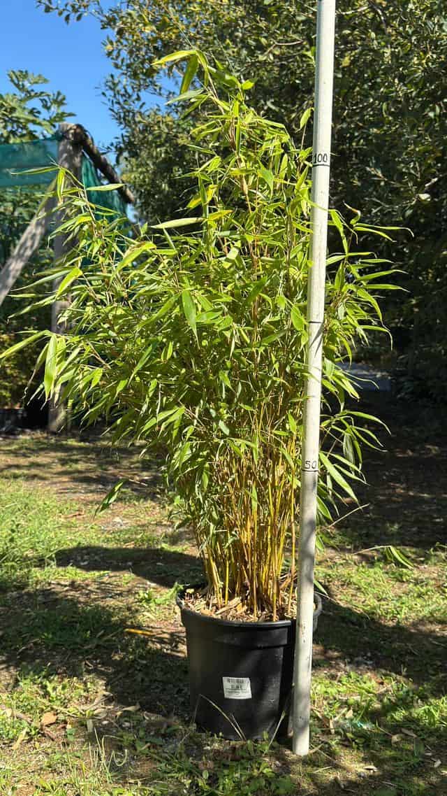 Fargesia robusta 'Pingwu' en conteneur 10 L, port dressé, hauteur mesurée à la perche graduée